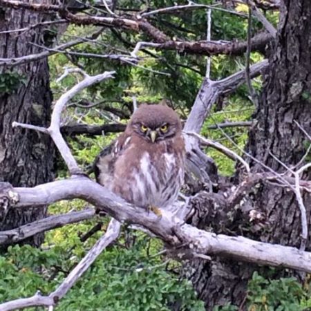 AustralPygmyOwl