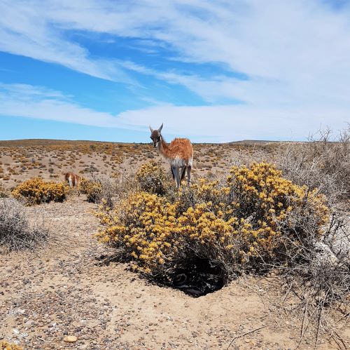 guanaco