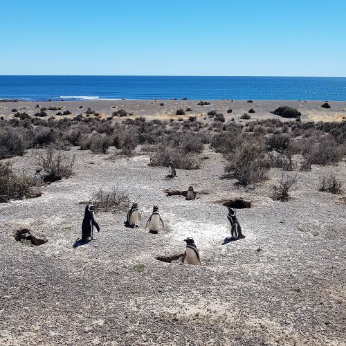 penguinrookery