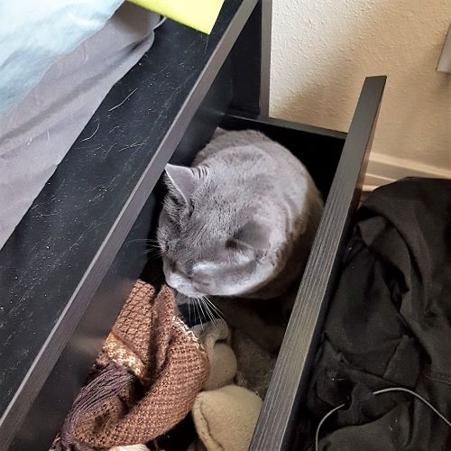The head of a chubby grey cat pokes out of an open drawer. A brown scarf and socks are visible inside the drawer.