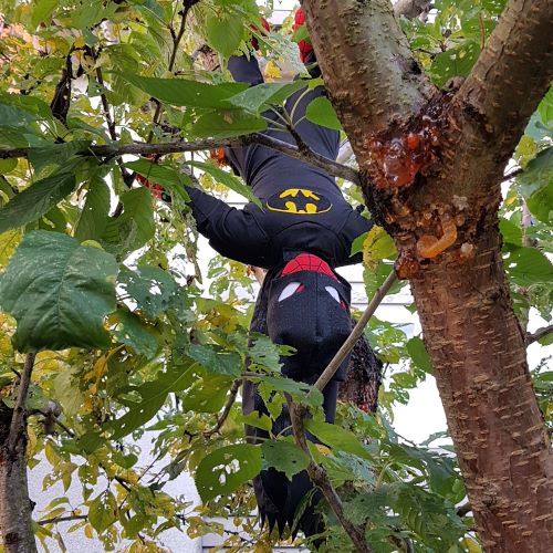A Spiderman plushie dressed in a homemade Batman costume hangs upside-down in a deciduous tree.