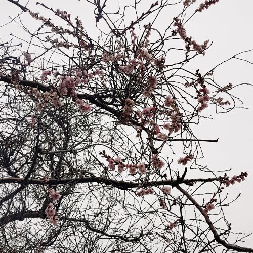 Tree branches devoid of leaves have blooms of pink cherry blossoms.