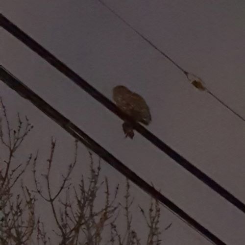 A grainy silhouette of an owl perched on a power line. The shape dangling below the owl is that of its latest feathered meal.