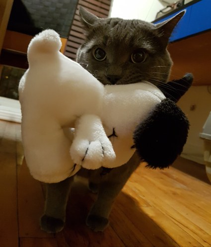 A grey cat holds a small Snoopy plushie by the neck. The cat's nose is wrinkled, and his pupils are wide.