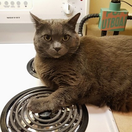 A grey cat resting on a stovetop, with one paw over an unheated element.