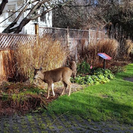 Two female deer eating plants at the side of a yard.