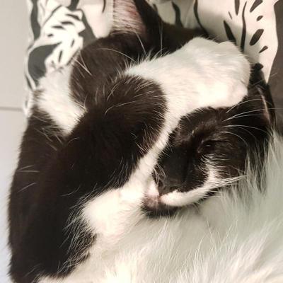 A black and white cat with one of its paws touchign the top of its head, covering its right eye.