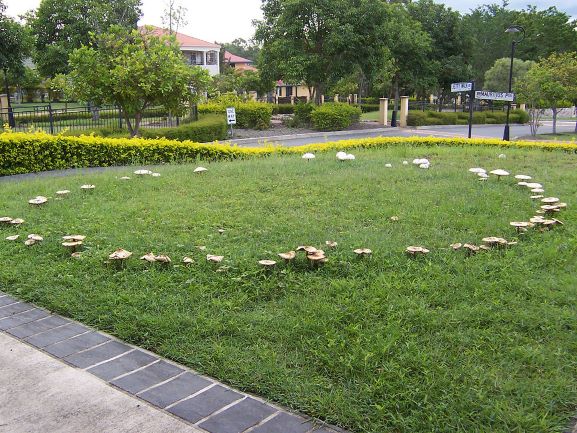 A lawn showing mushrooms arranged in a ring.