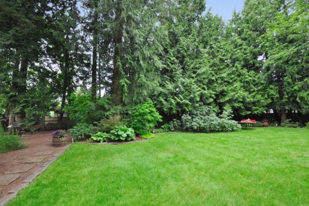 A large backyard bordered by mature cedars.