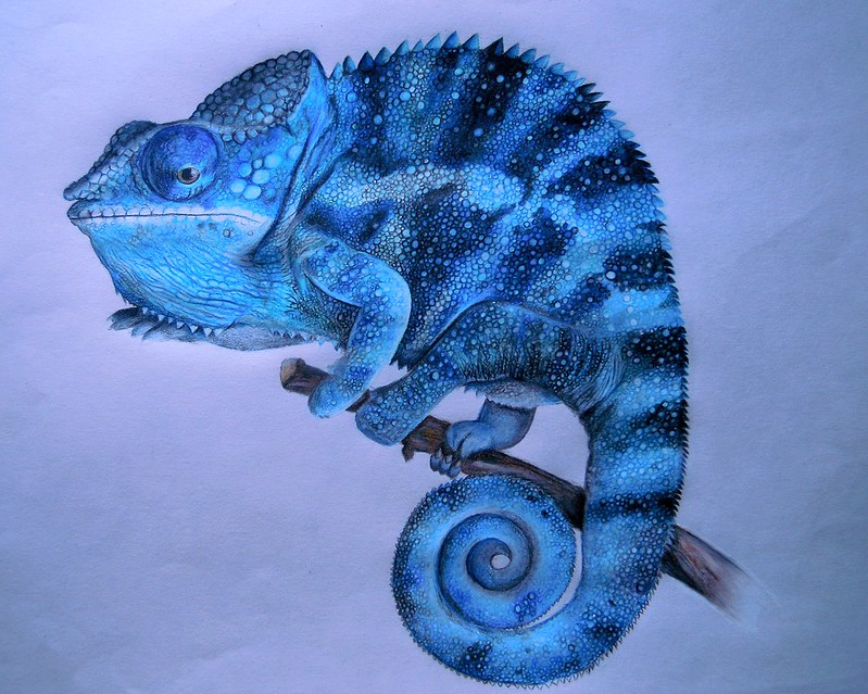 A coloured pencil drawing of a blue chameleon with three of its limbs gripping a branch.