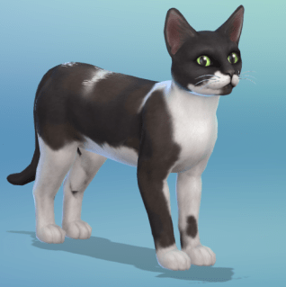 The Sims 4 version of my black and white cat, Bubble.