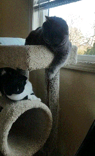 An animated gif of a chonky grey cat batting a paw from the top of a cat tree as a smaller black and white cat rolls off the lower level only to grab onto the tree with his front paws.