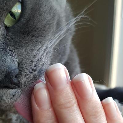 A gray cat with greenish yellow eyes licks my fingertips. My fingernails are slightly long.