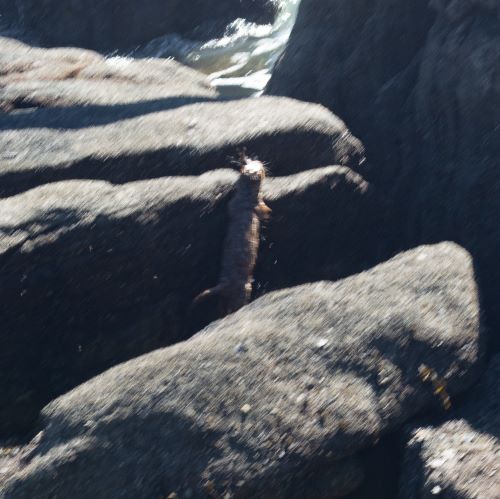 An out-of-focus photo of a wet mink on its rear legs, about to climb over a boulder.