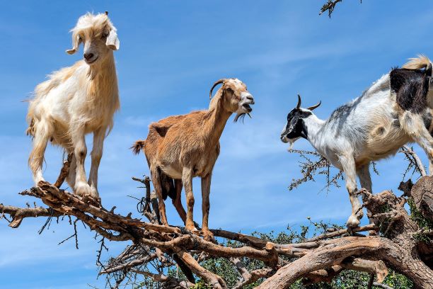 Three goats stand on a large tree branch.