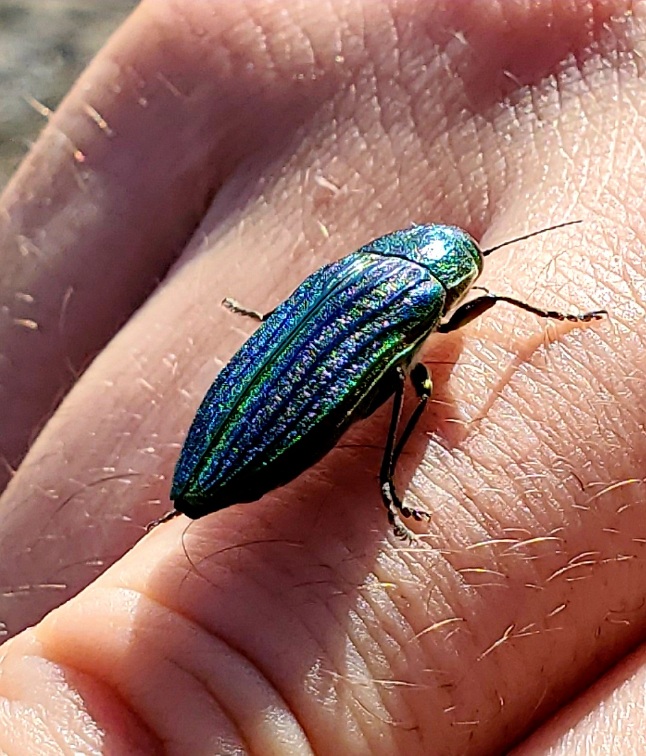 An iridescent beetle explores Yann's hairy knuckles.