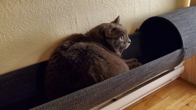 Enfoiré, a large grey cat curls up inside a tube that's been cut lengthwise to resemble a gutter. The gutter is covered in grey fabric.