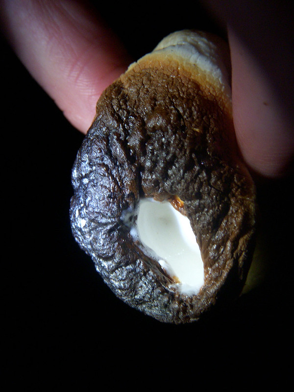 A close-up shot of marshmallow goo about to leak out of a dark brown crusted skin. My fingers are visible pinching the marshmallow.