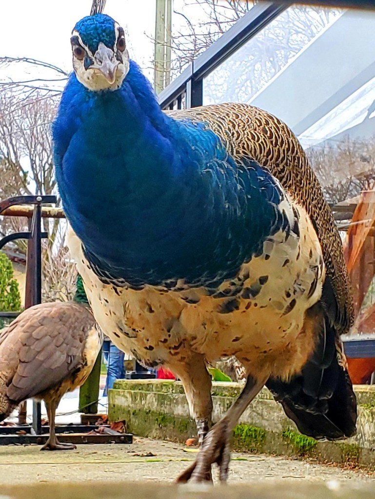 A menacing-looking peacock approaches the camera.