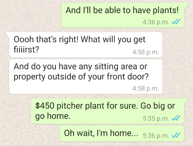 A screenshot of a WhatsApp conversation: The first box is green (denoting that it's my message) and says: "And I'll be able to have plants!"
The following box is white. My friend wrote: "Oooh that's right! What will you get fiiiirst?" followed by another question: "And do you have any sitting area or property outside of your front door?"
Green box: "$450 pitcher plant for sure. Go big or go home."
Green box again: "Oh wait, I'm home..."