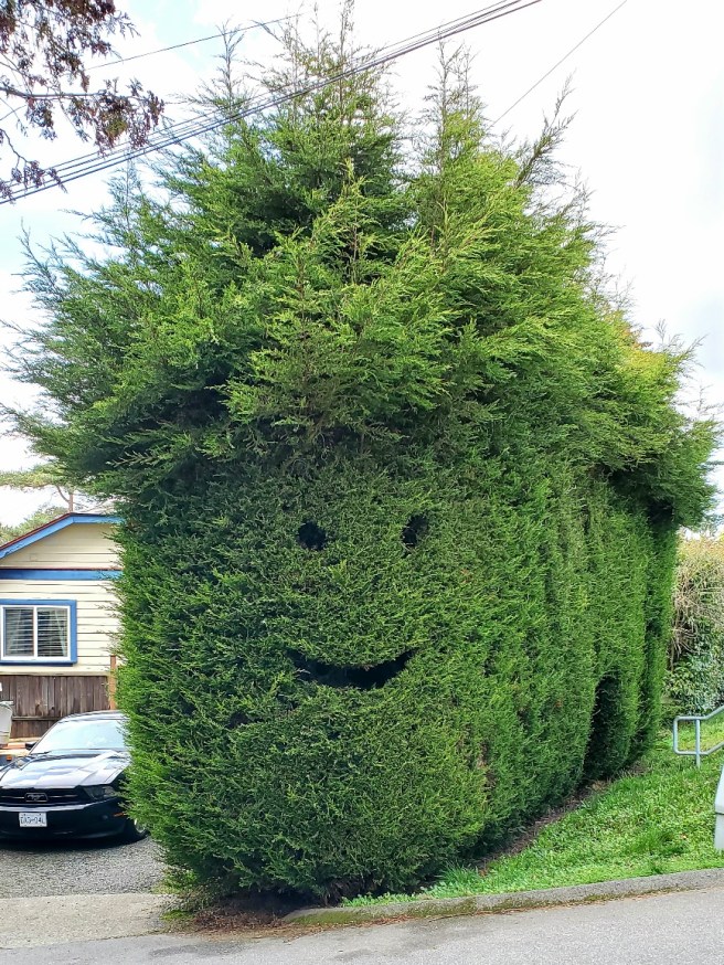 A giant shrub with eyes and a smiling mouth carved out.